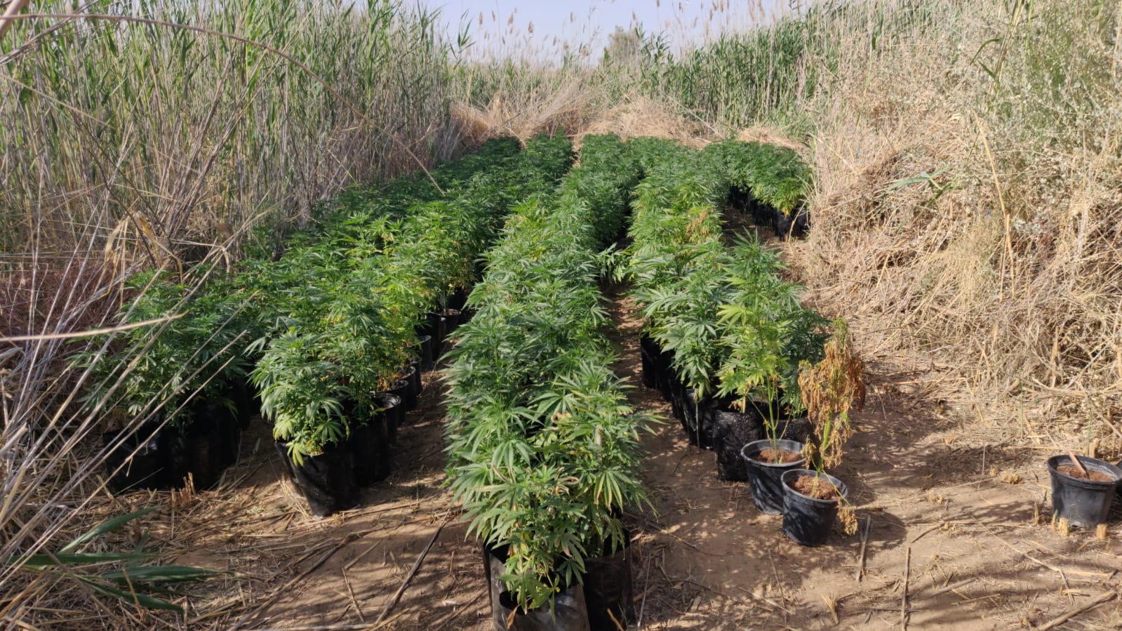 חממת גראס בפזורה. פשיטות על בסיס שבועי ברחבי הנגב (צילום: דוברות המשטרה)